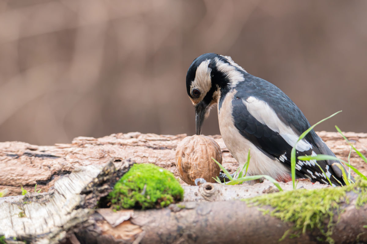 Schneider-Kiss Alexandra