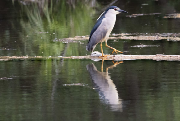 bakcsó tükörképe
