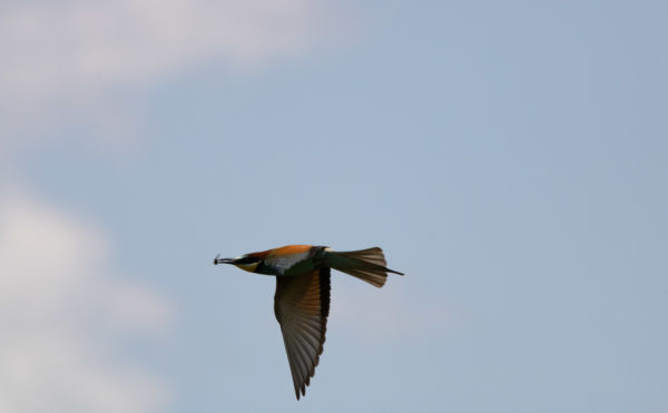 gyurgyalag röptében