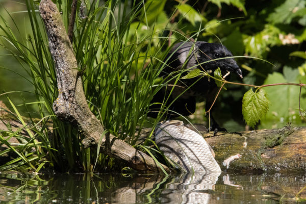 dolmányos varjú zsákmánya