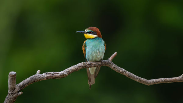 Gyurgyalag háttérkép