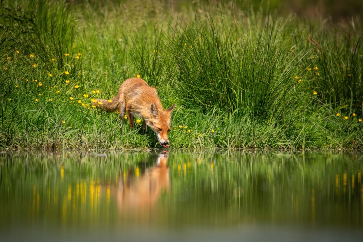 Varró Brigitta Barbara