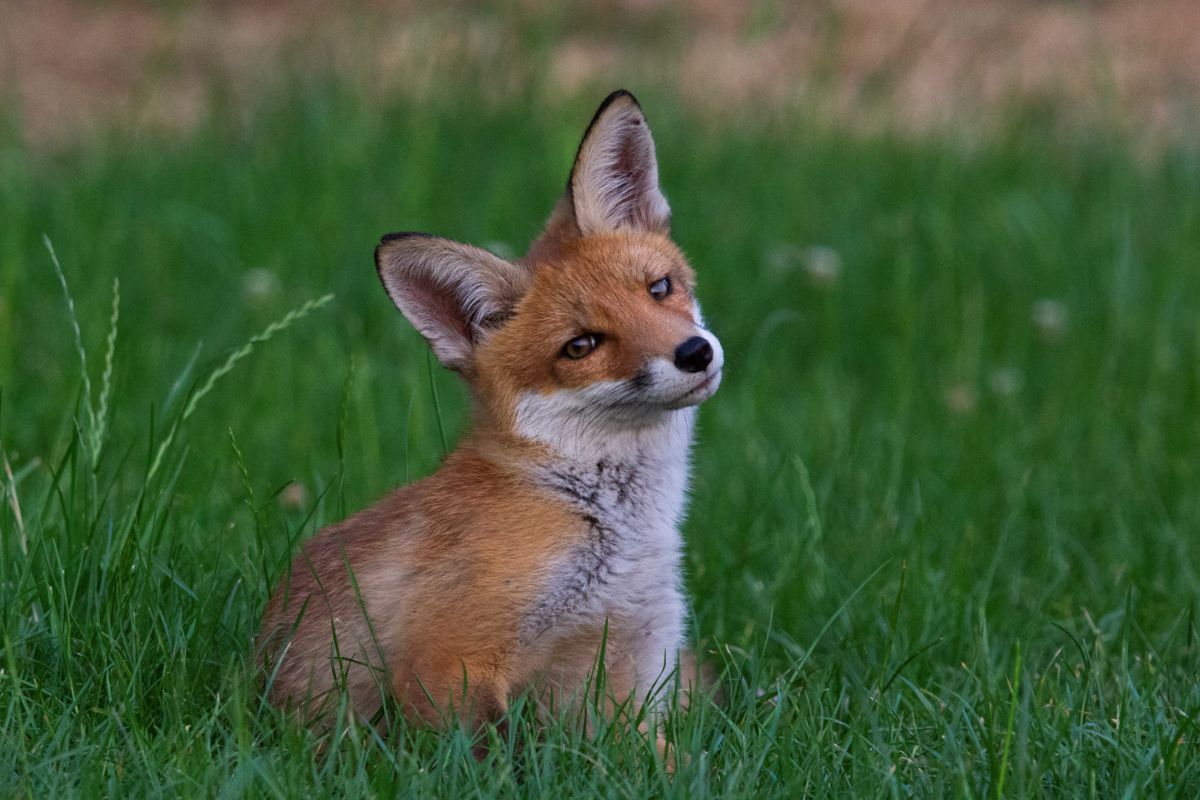 Sáráné Veres Klára