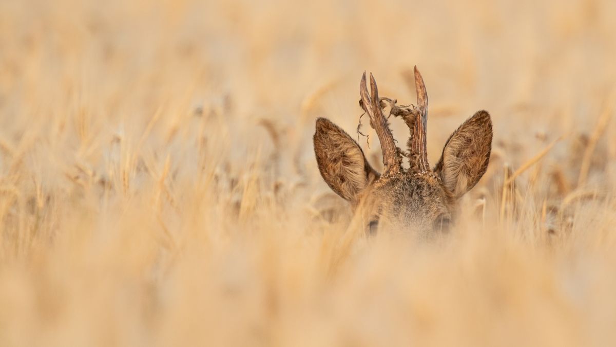 Koncz-Bisztricz Tamás