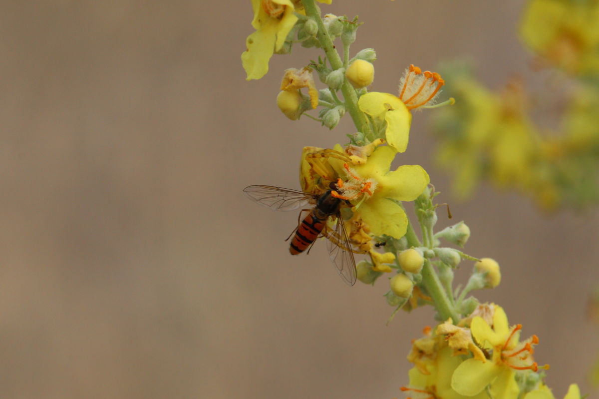 Seres Ádám Zoltán
