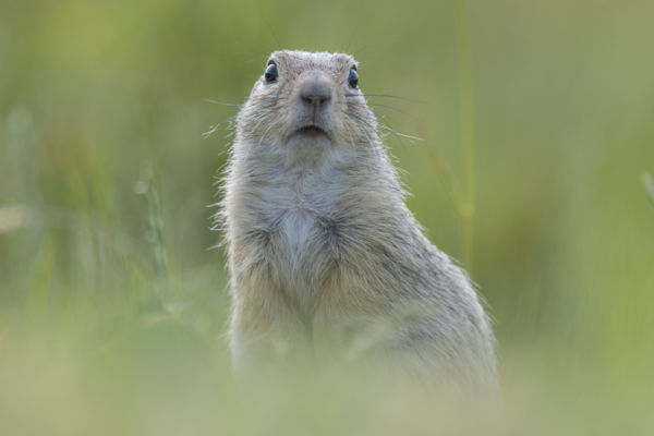 Nézz mélyen a szemembe