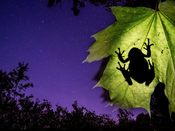 Egy árny éjjeli világa