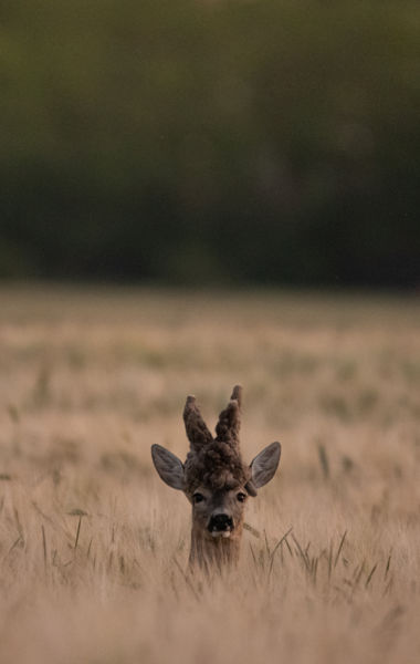 Különleges vendég