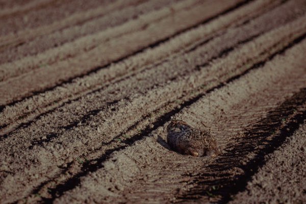 Beépített szépség