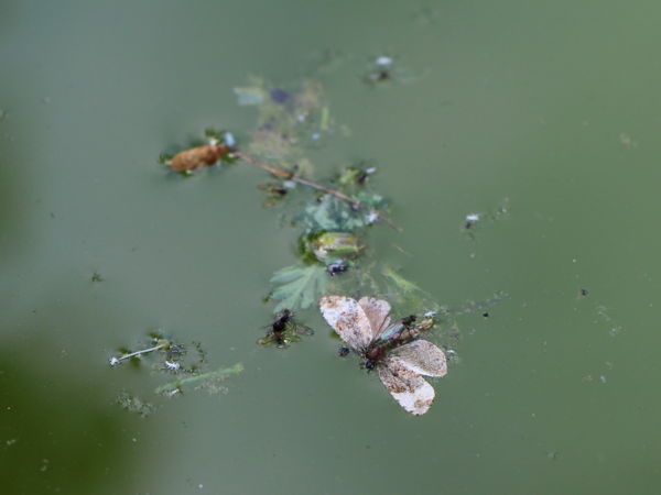 A vízfelszín fogságában