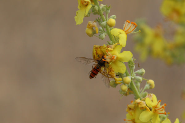 Rejtőzködő veszedelem