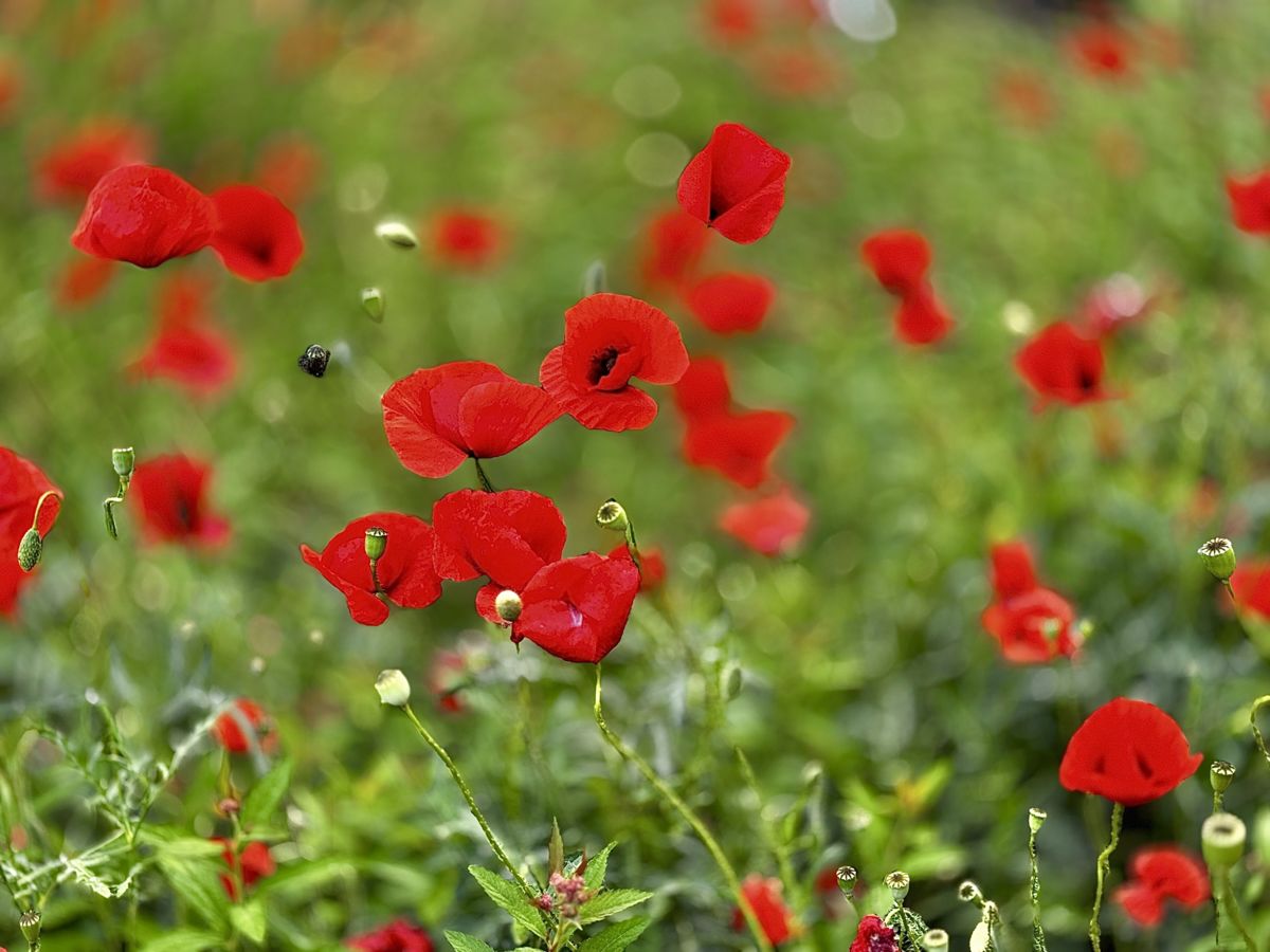 Presztolánszky Ágnes