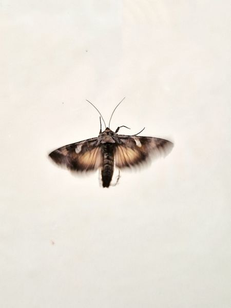 Lepkeröpte