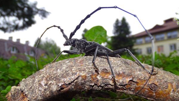 „Csápos csendélet”