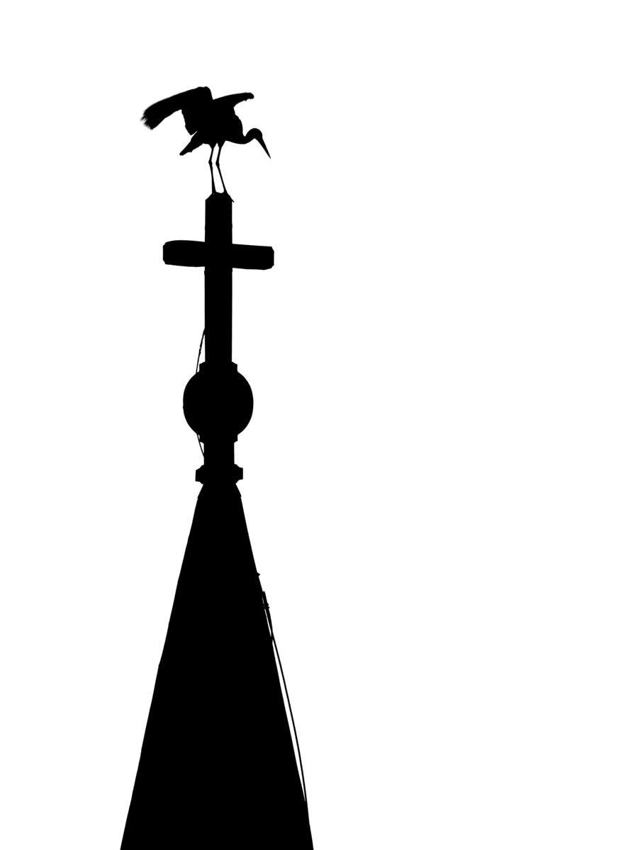 Koncz-Bisztricz Tamás