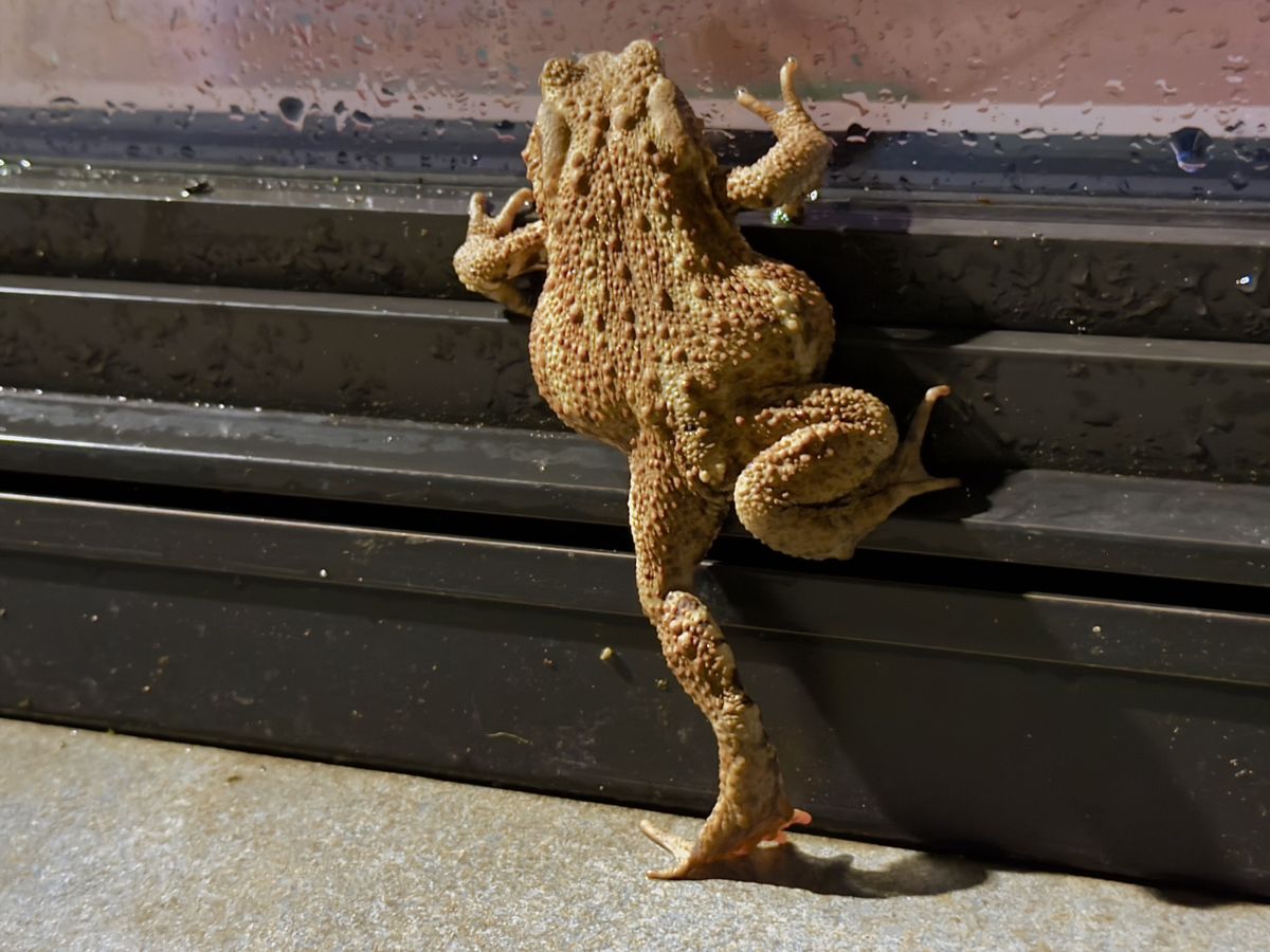 Presztolánszky Ágnes