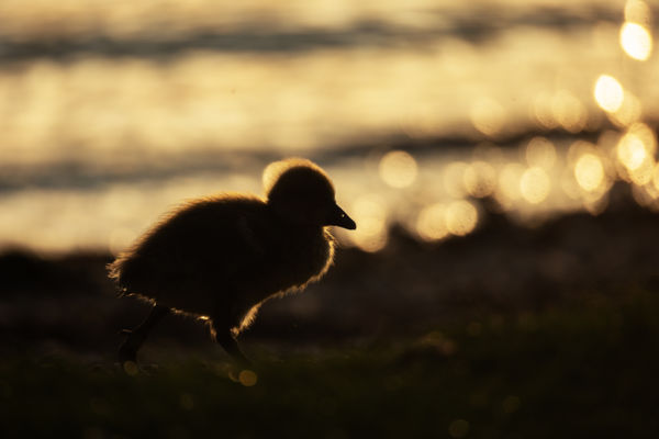 Séta a naplementében 