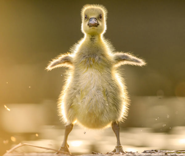 ANYU! Eskü! Tényleg Ekkkkoooora Halat Fogtunk!