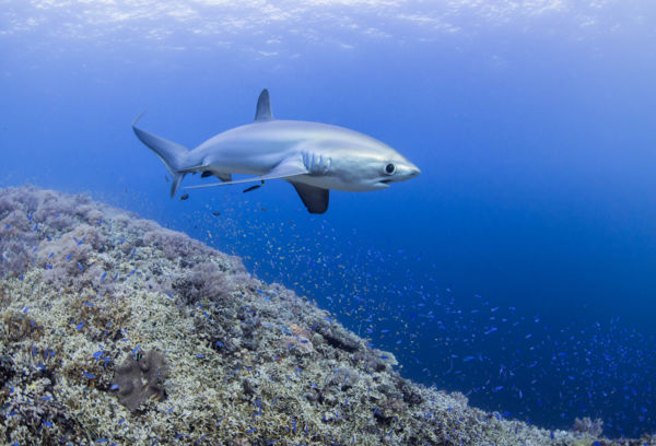 Tisztogató állomás.