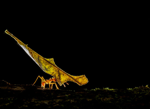 Teher Alatt Nő a Hangya