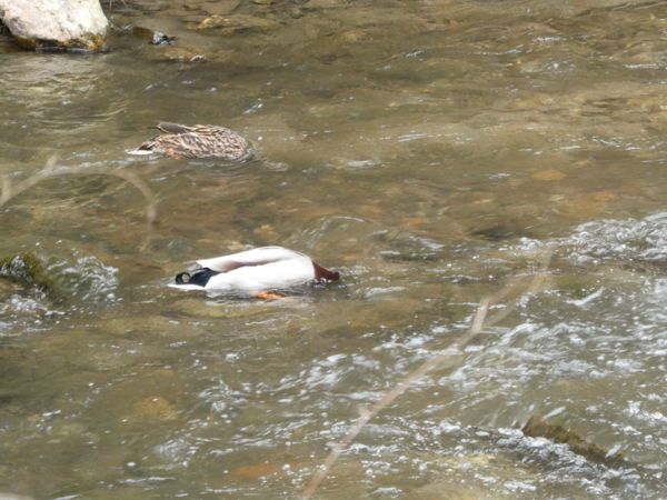 Páros búvárkodás