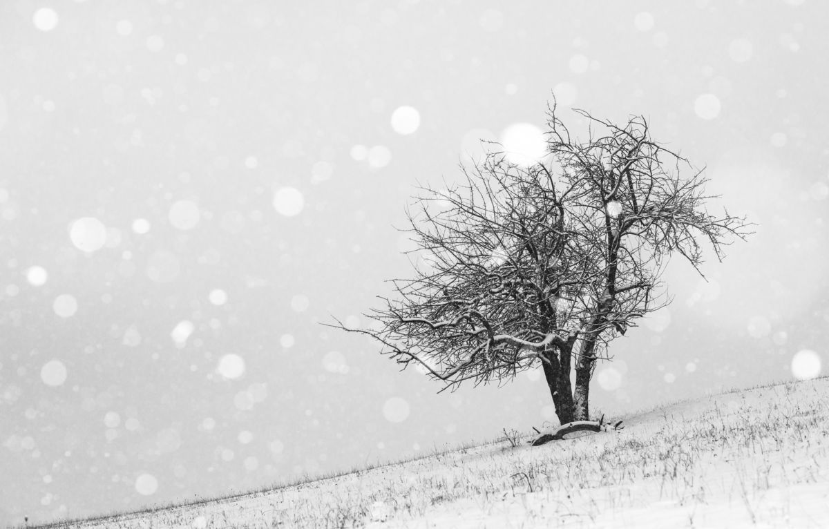 Darányiné Bakos Éva