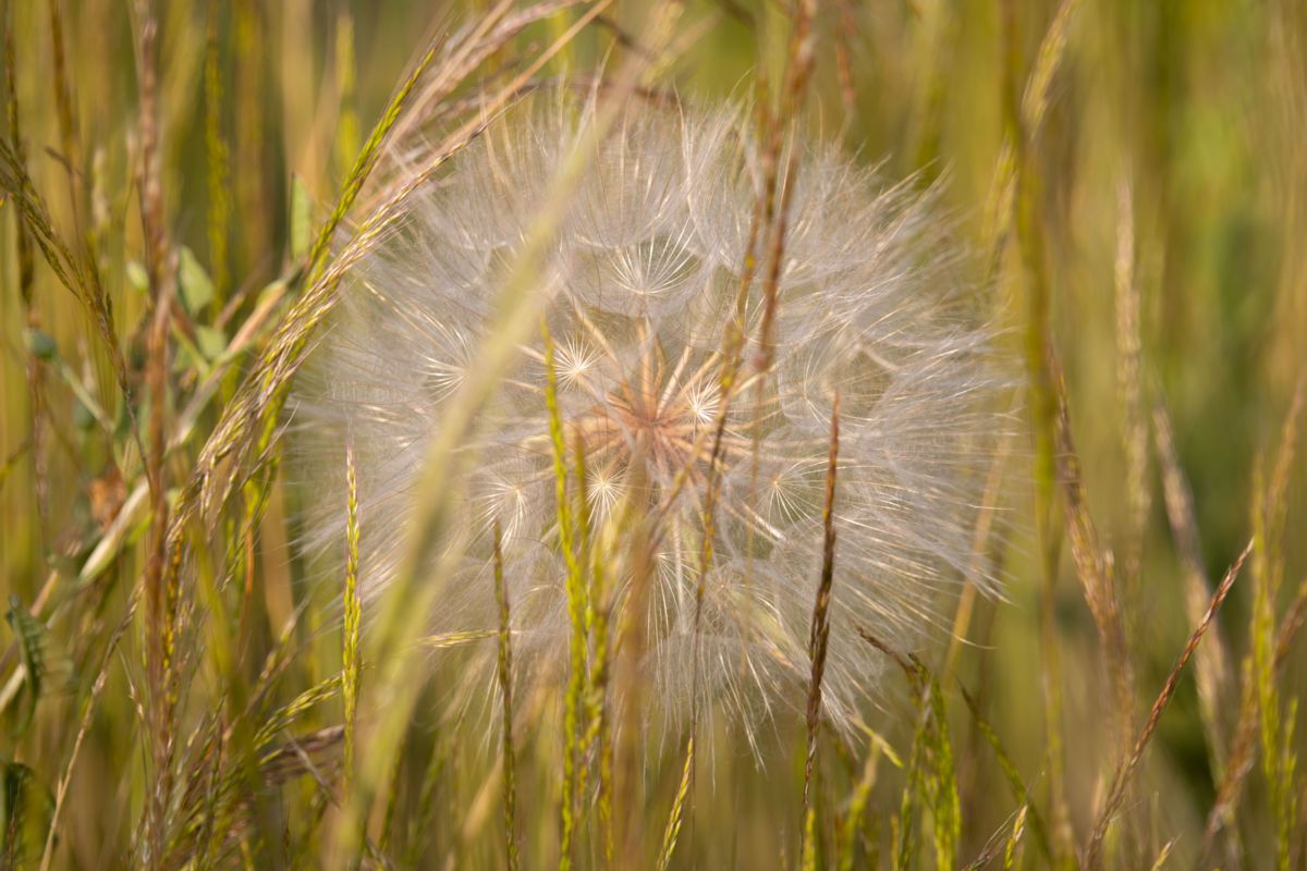 Szekérné Dr Bók Anikó