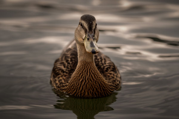 Kiváncsi tőkés réce