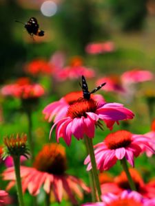 Lepkék és virágok Lepkék és virágok