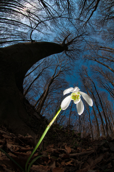 Óriások kertje II.