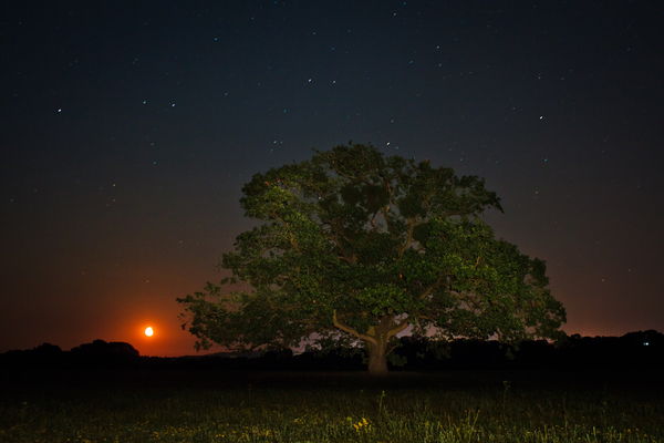Egyedül az éjszakában