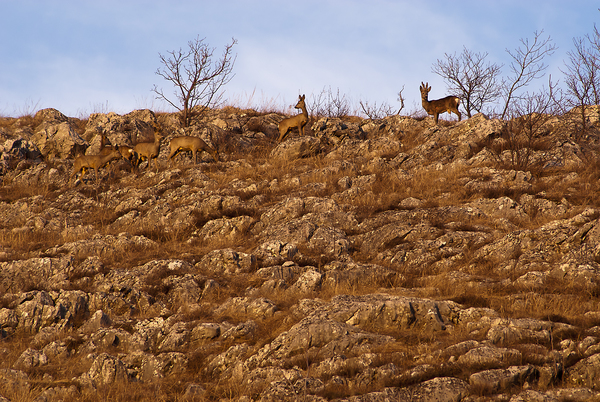 Az Ördögszántás őzei 
