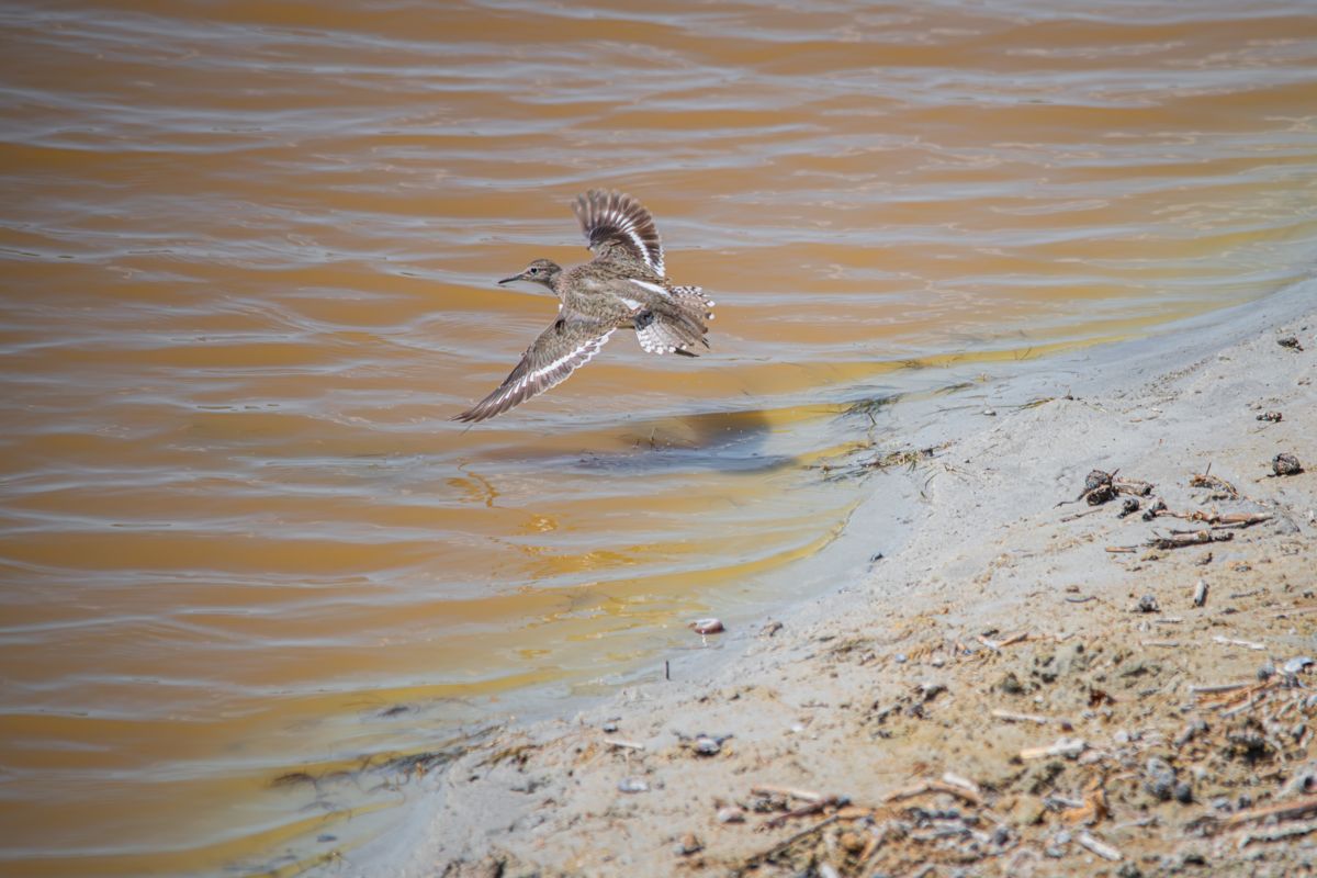 Varró Brigitta Barbara