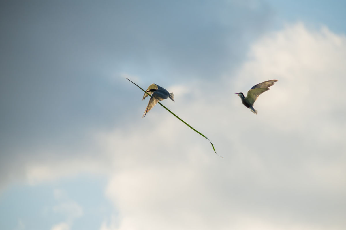 Varró Brigitta Barbara