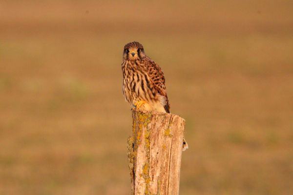 Vörös vércse portré