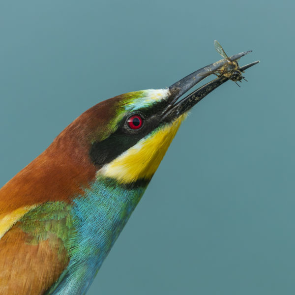 Bee eater