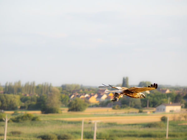 Vadászat madártávlatból