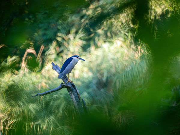 Lombok gyűrűjében