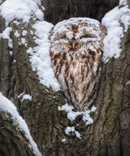 Behavazva avagy hószárnyak