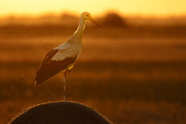 Hortobágyi hangulat