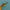 Bee eater