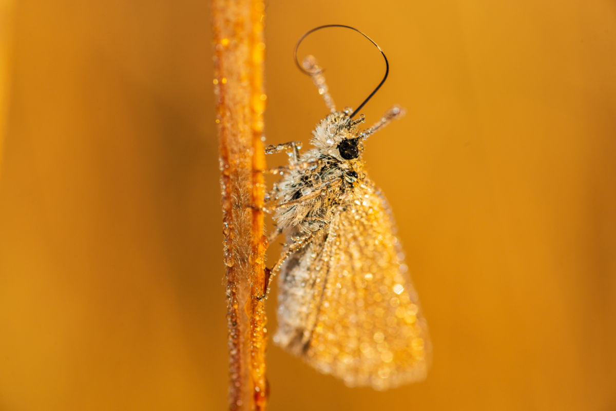 Ferkó László Szilveszter 