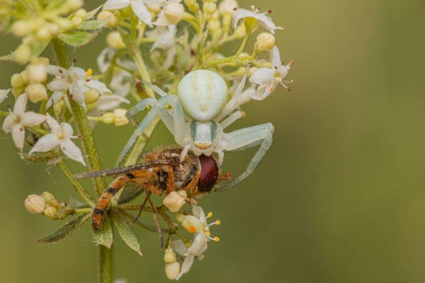 A zengőlégy végzete