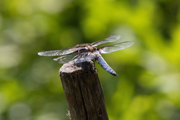 Pihenő a vasvillán