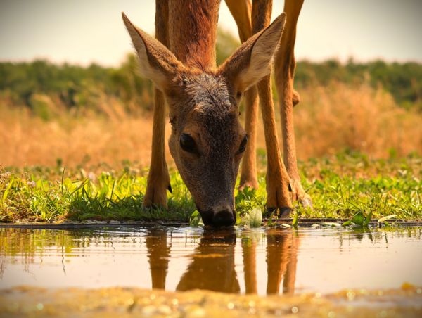 Lábak között a fej