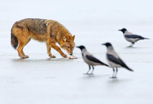 A sakál meg a "sajt"