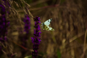 Kapaszkodás  Kapaszkodás