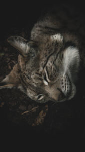 Hópárduc Hópárduc