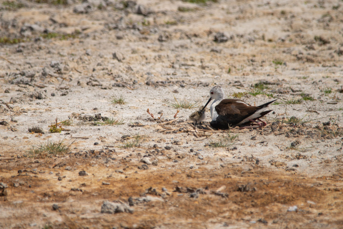 Varró Brigitta Barbara