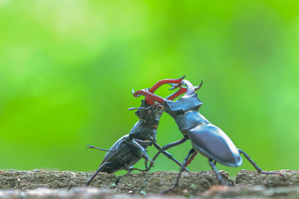 Trónért és nászért